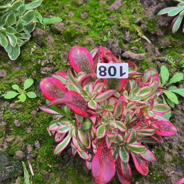 108多肉植物法师