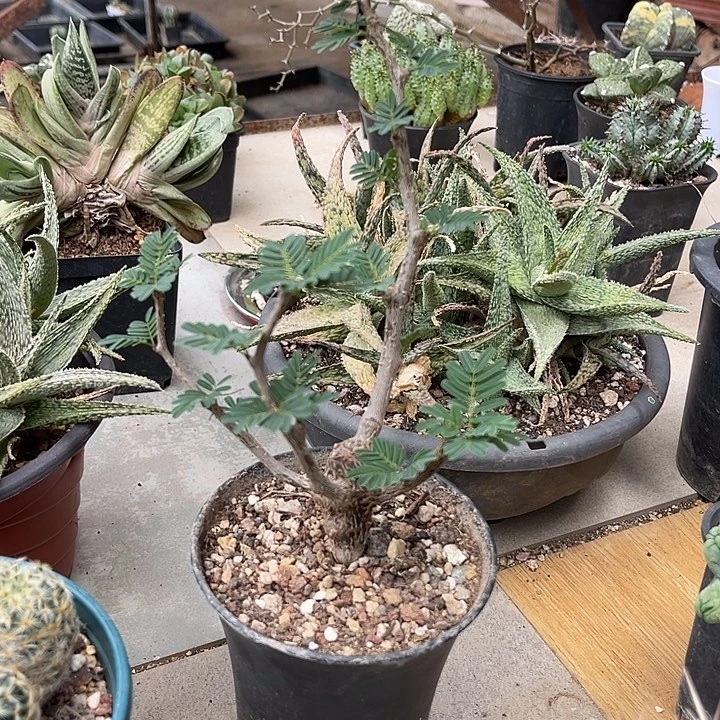 无花朵实生沙漠苏木一物一拍