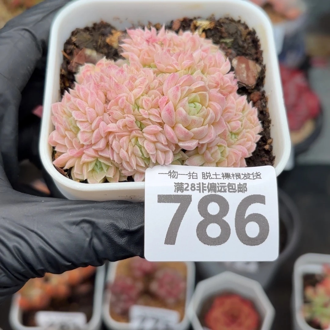 羊脂球缀化无盆土发货