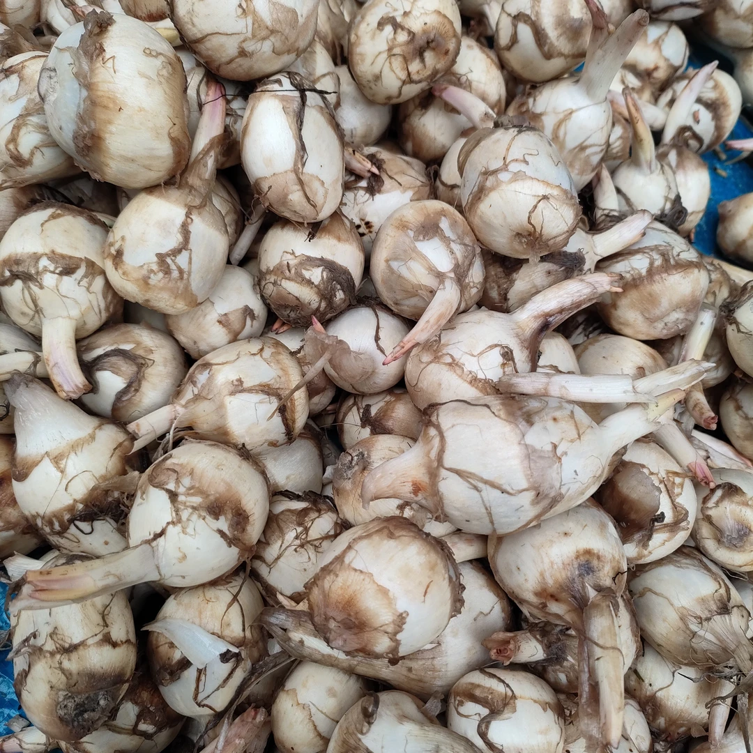 柳城农家特产茨菇