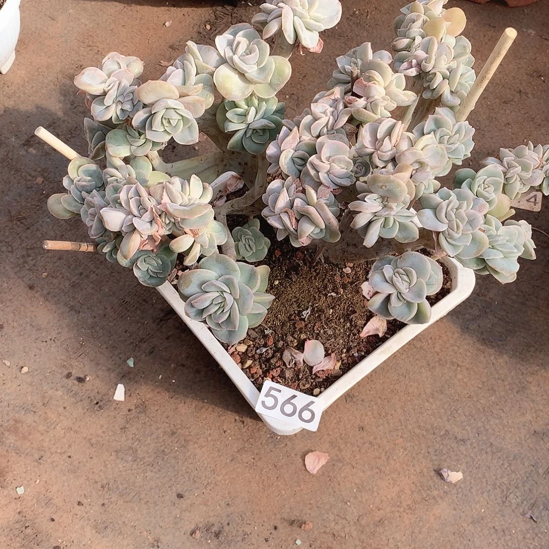 566可爱玫瑰缀 一物一拍多肉