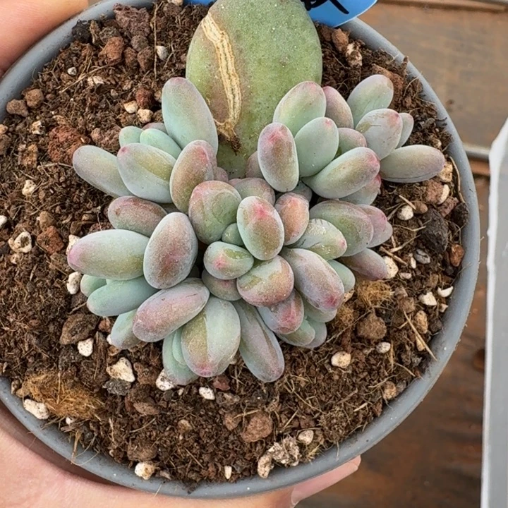 X 系列美人新品 9头 一物一拍