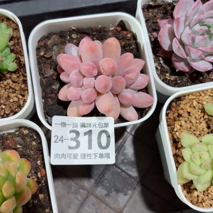 汤圆多肉无盆土发货无盆土