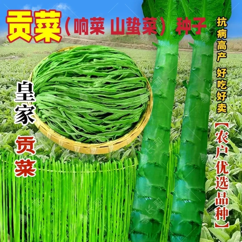 【贡菜种子】爽脆耐寒耐热响菜山蛰菜四季播正宗贡菜蔬菜种粒种子