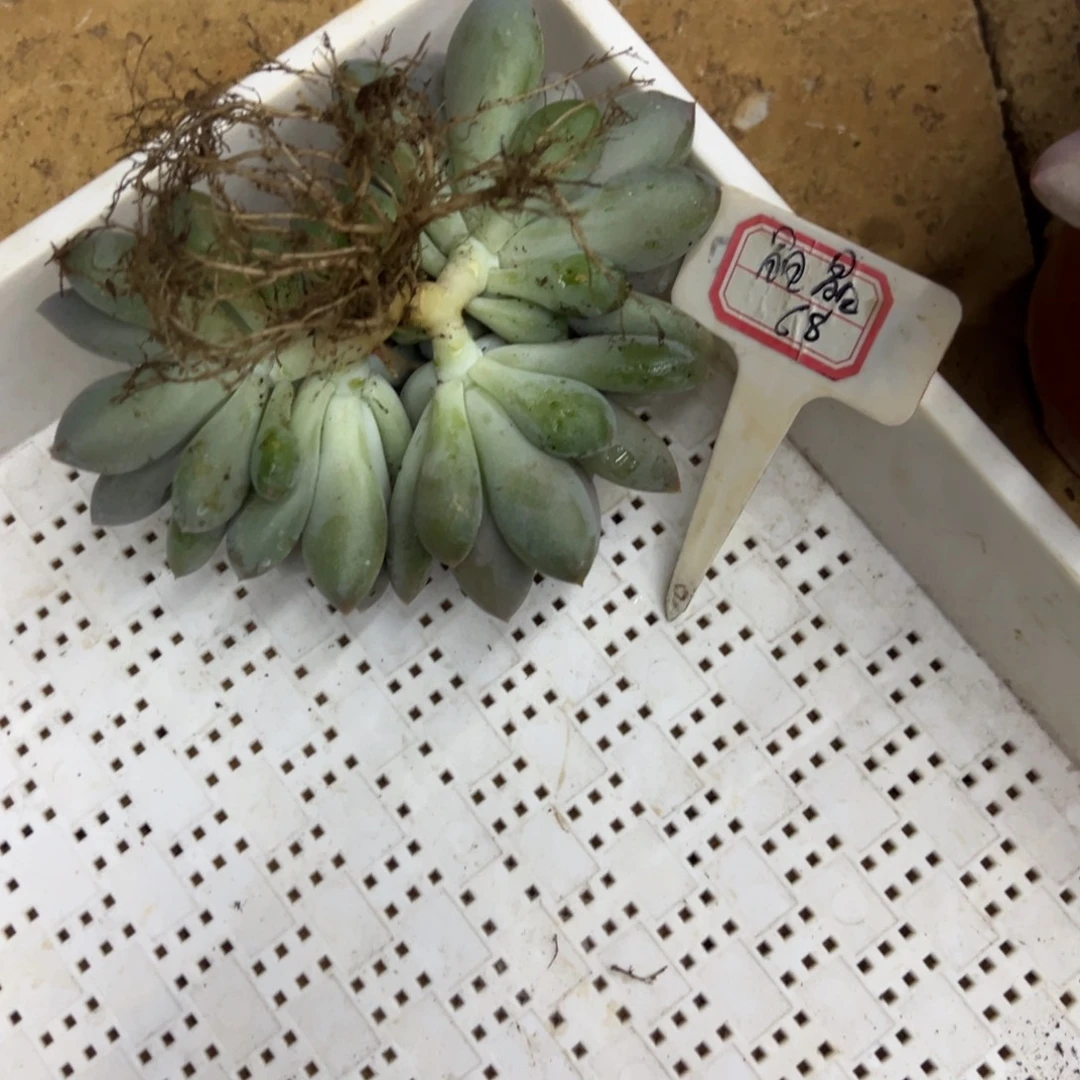 晶***晶晶晶68、