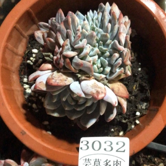 程梦露，3032，一物一拍