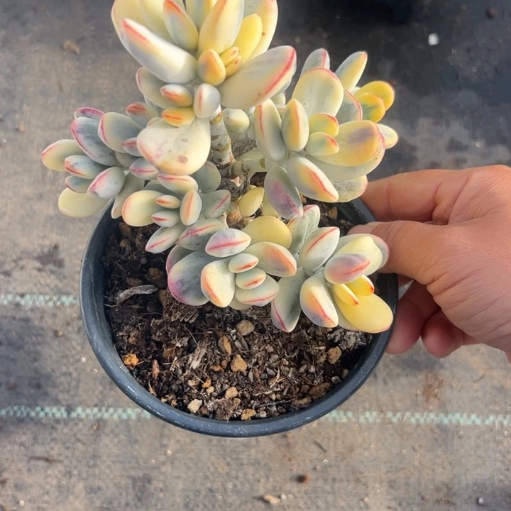 无花朵106号福娘锦无砍