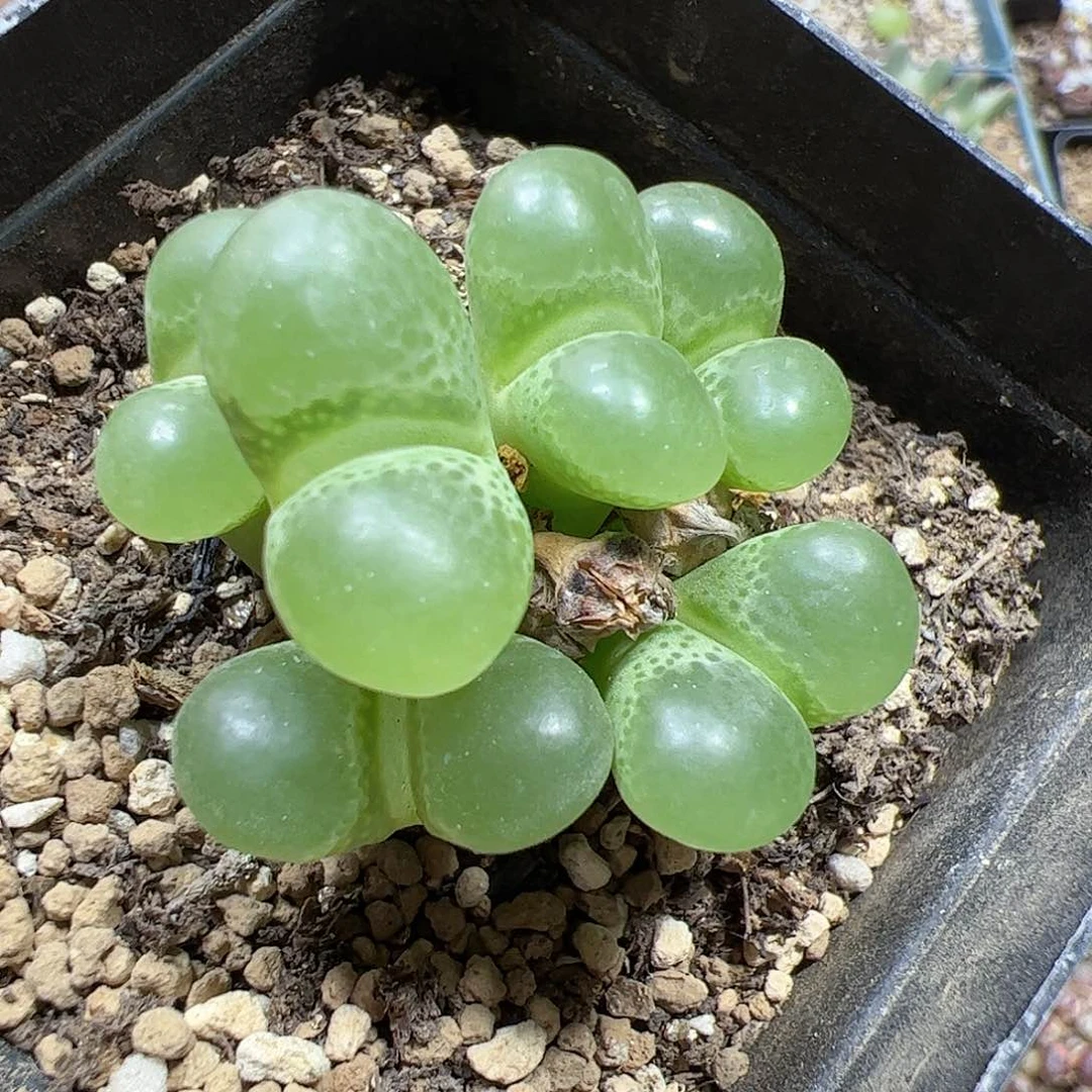 【闪购商品】307 泡泡风铃