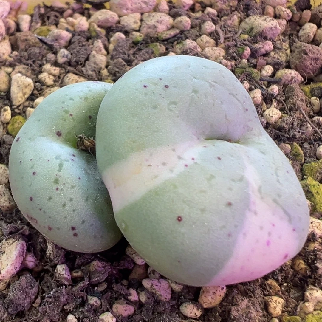 阿尔卑斯薄荷糖饼锦 肉锥植物