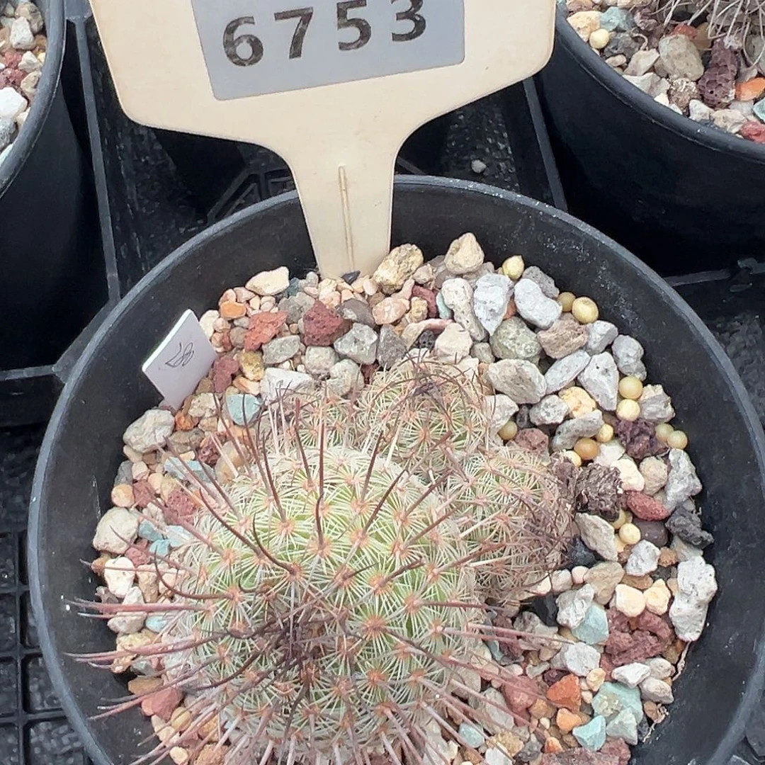 灿***王6753 神惠实生裸根发货