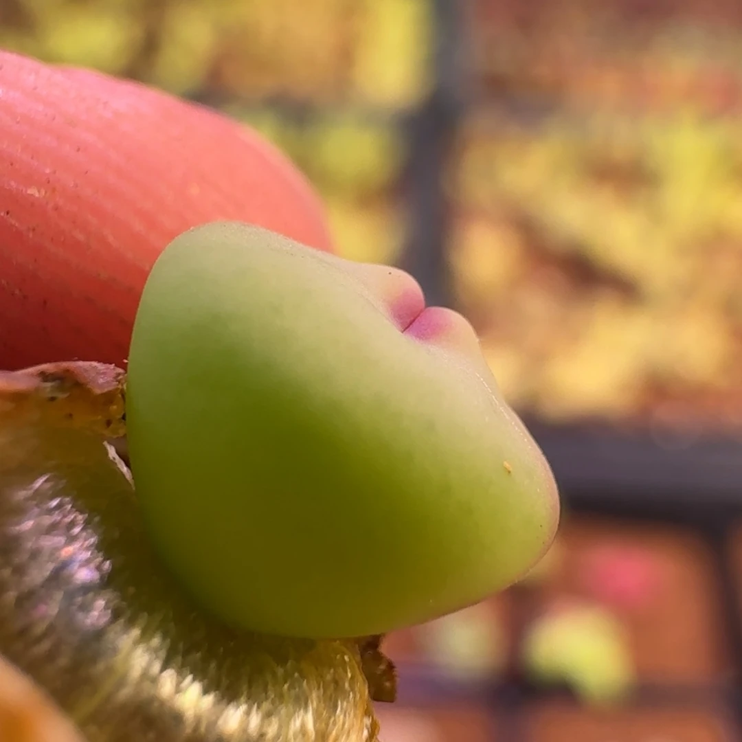 云缦精品番杏20.16 点少的 奶油嘴 多肉