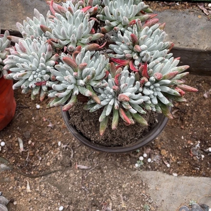 淡*16号雪花多肉植物