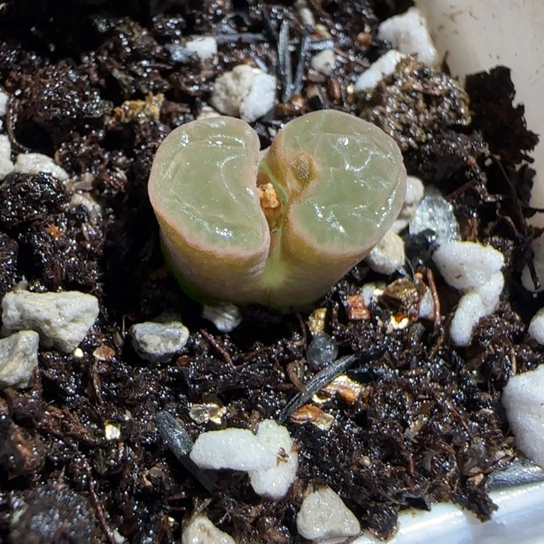 肉锥多肉植物百科-磁铁1589