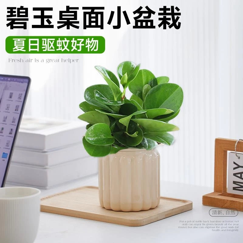 碧玉盆栽豆瓣绿水培植物文竹室内桌面绿植花卉办公室工位四季好养