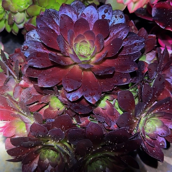 精品桃花石捧花亏本福利