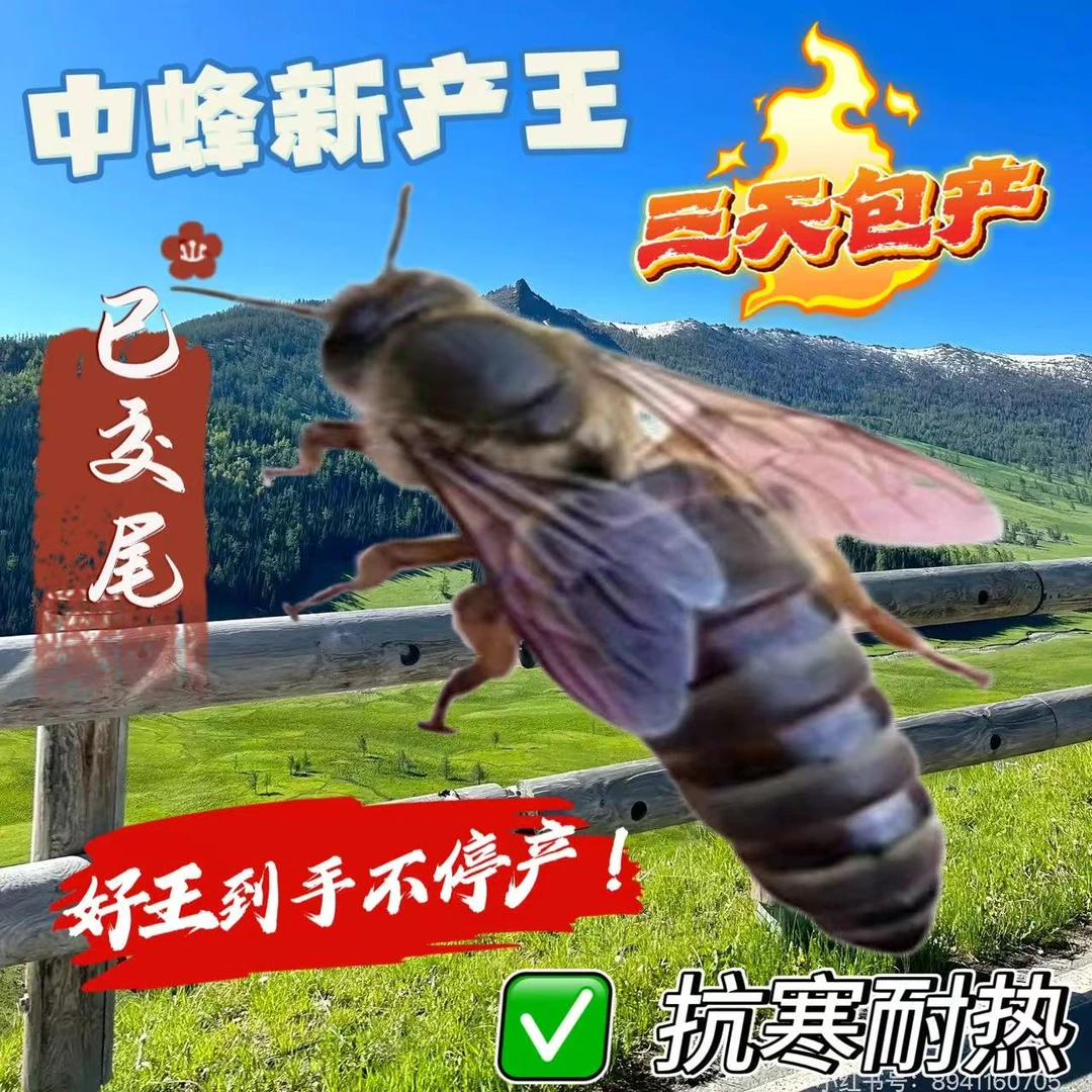【已开产2个月产王】中蜂蜂王种王阿坝长白山土蜂伏牛华中麻王新王