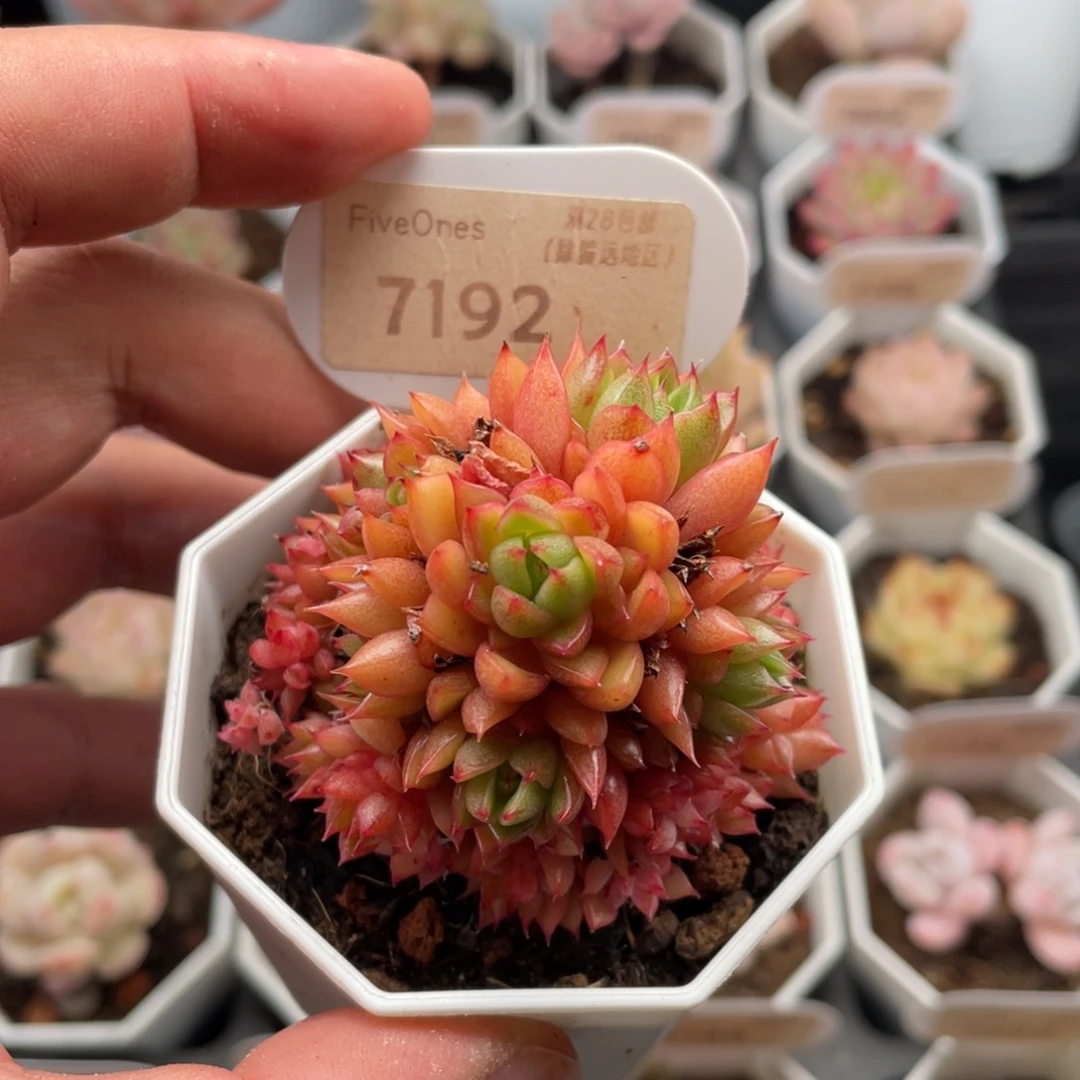 红酒桃7192-6厘米