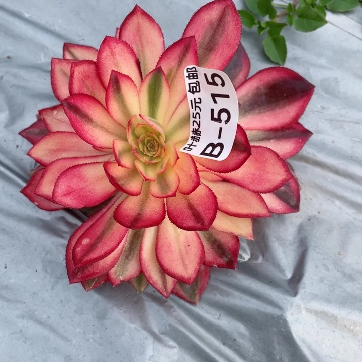 开**寓515黑膜锦多肉12345678