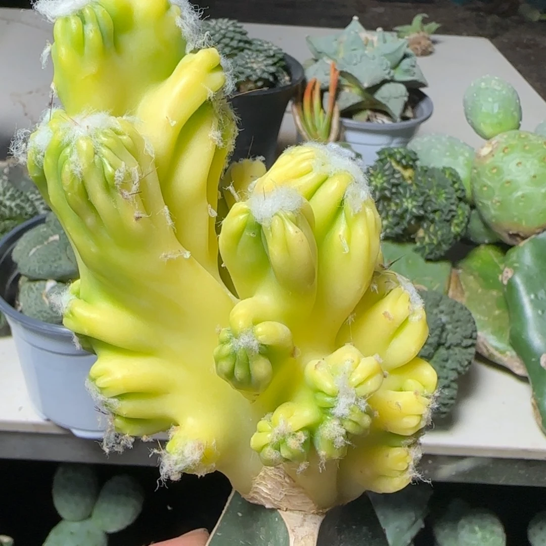 无花朵紫金罗汉锦