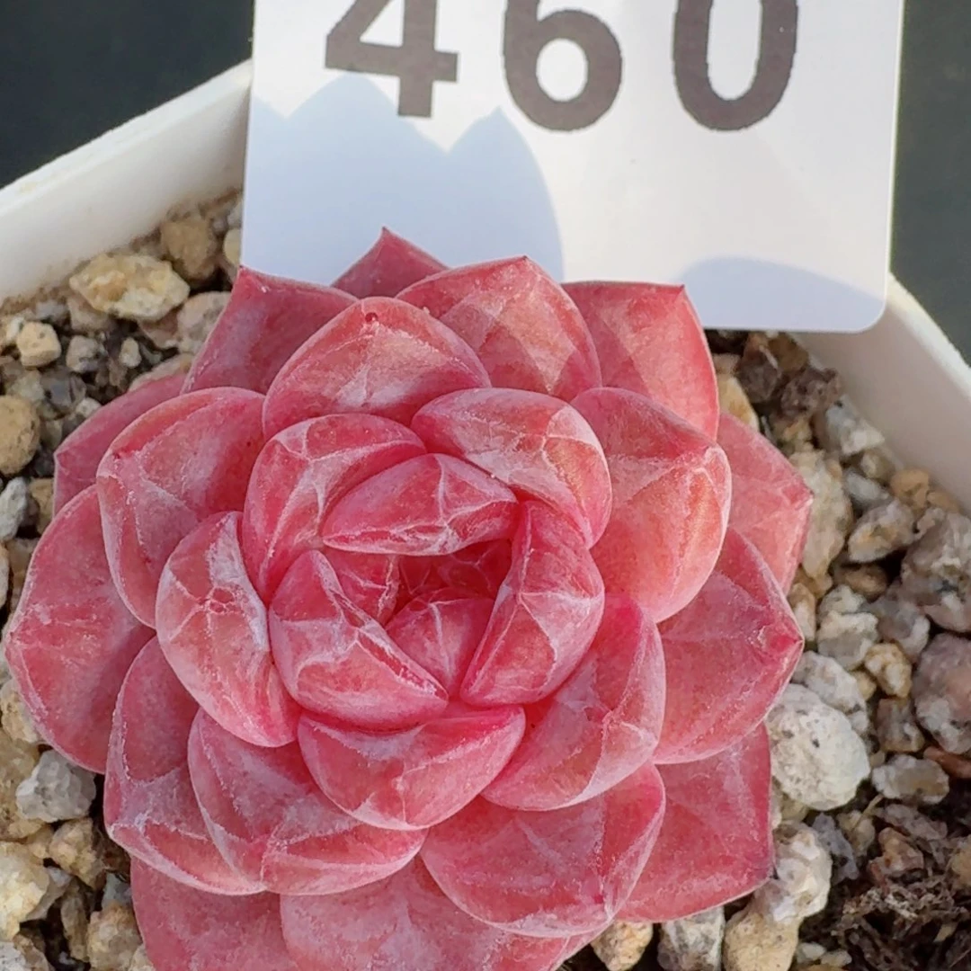 伊丽莎白         精品多肉