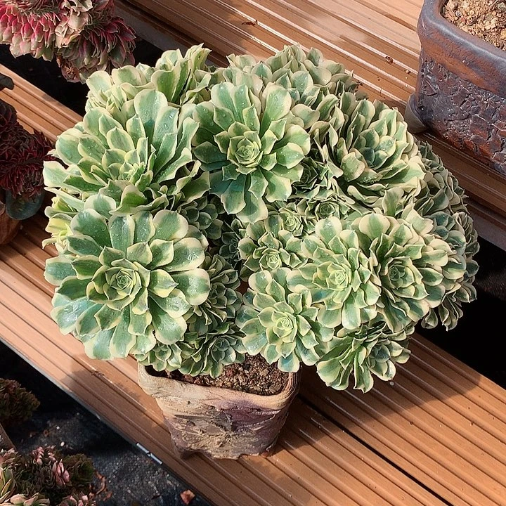 绿豆沙朵朵脱土发货