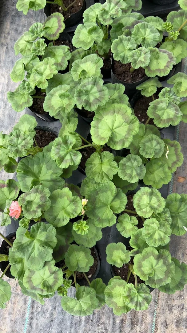 天竺葵小苗品种，满20米包邮，暂停发货