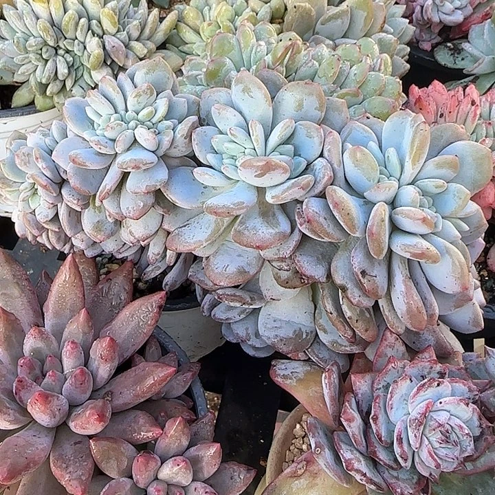 J***4青蛙王子儿童牙膏套装11