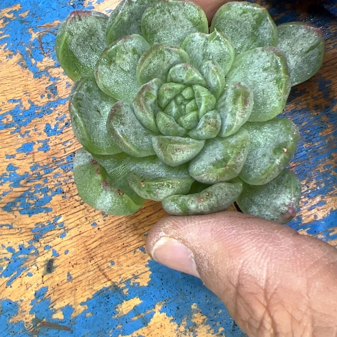 珍妮杂交，多肉植物组合