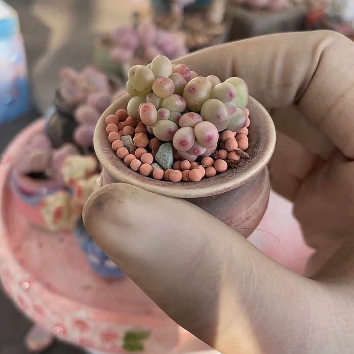 【闪购商品】彩虹奶酪