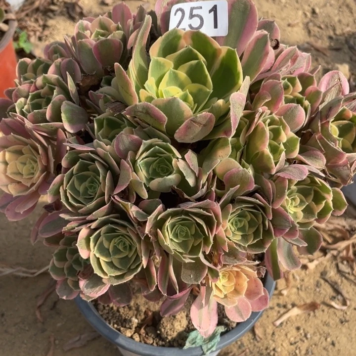 无花朵251多肉植物妖月
