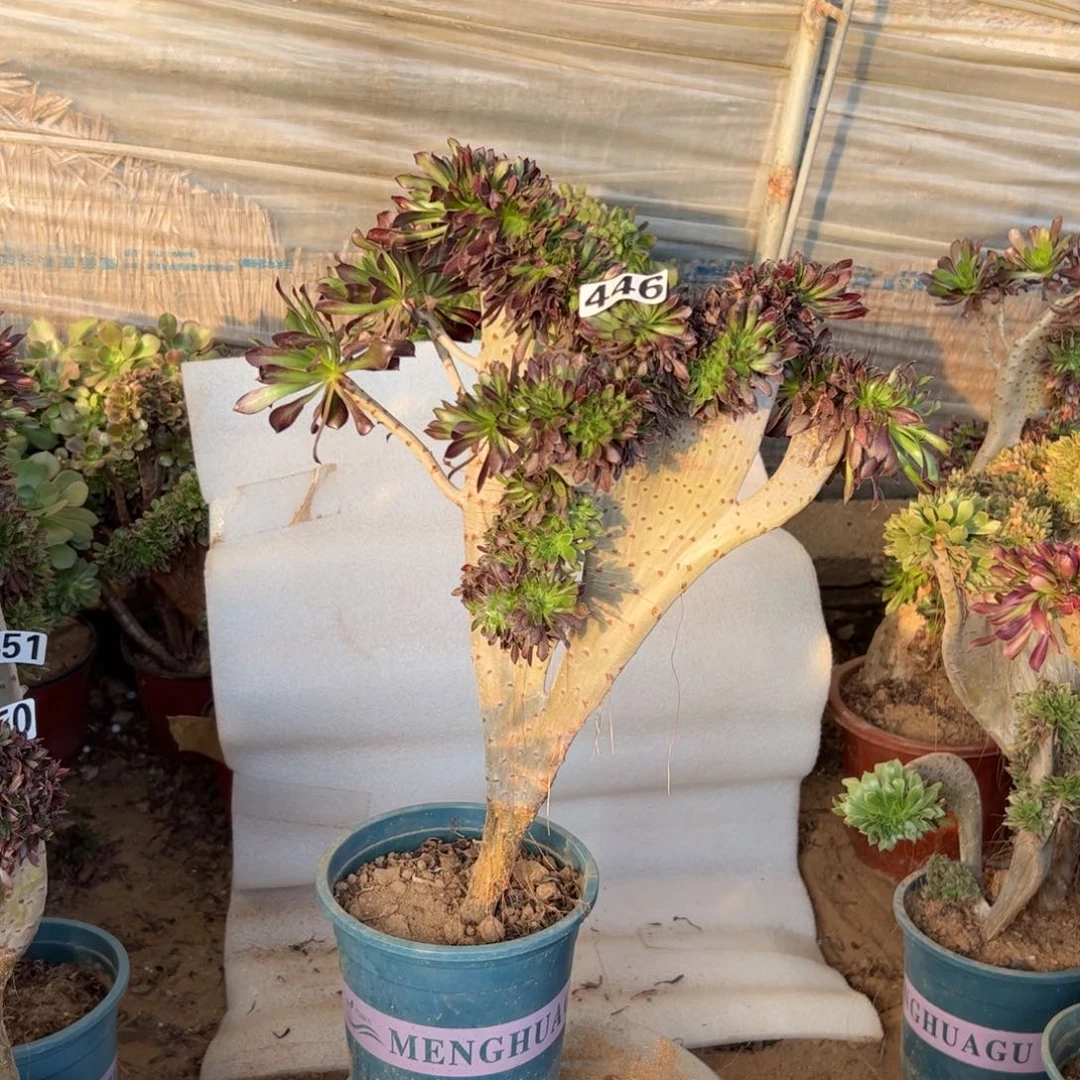 黑缀446高度40厘米