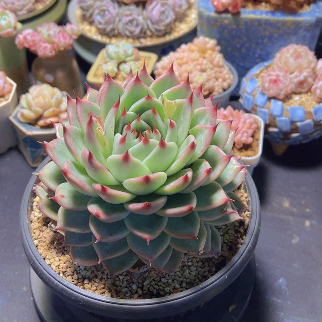 付托斯卡内利，多肉植物