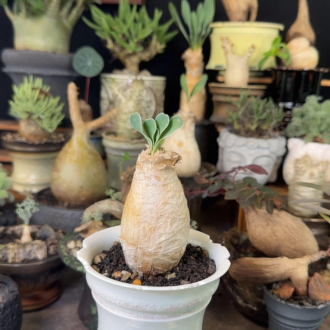 一物一拍巨凤之卵580