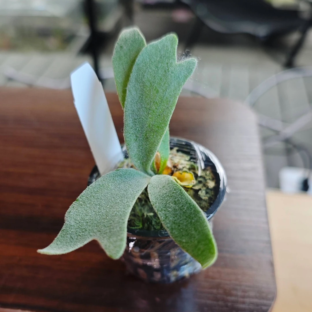 A9鹿角蕨 6cm孢子杯苗