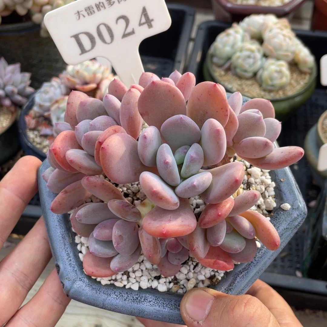 024灰姑娘不带盆12厘米