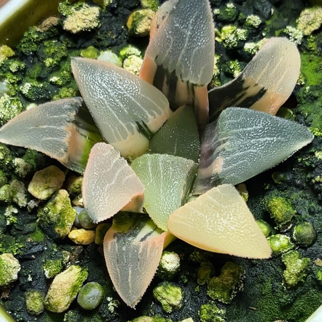 恭喜发财大吉大利0066