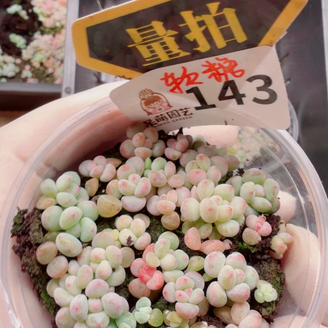 多肉植物多肉植物