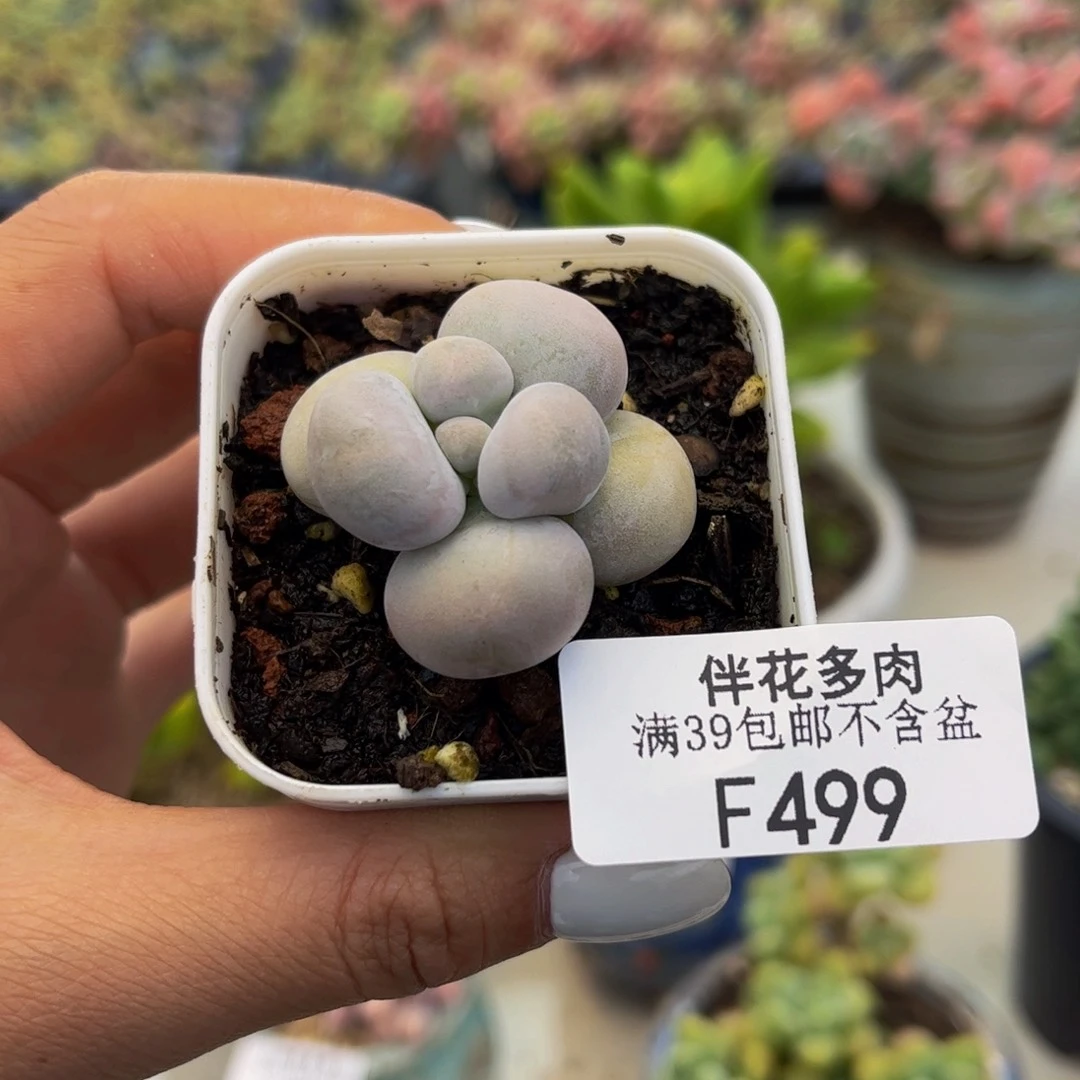 499-芭比奶多肉3cm