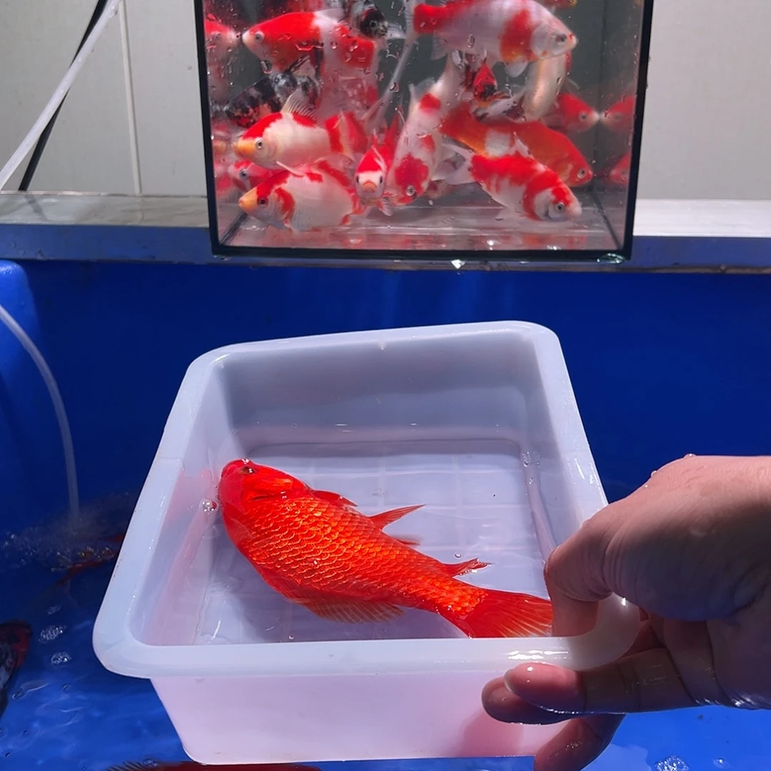 廖***海水观赏鱼福利多多鳍伤