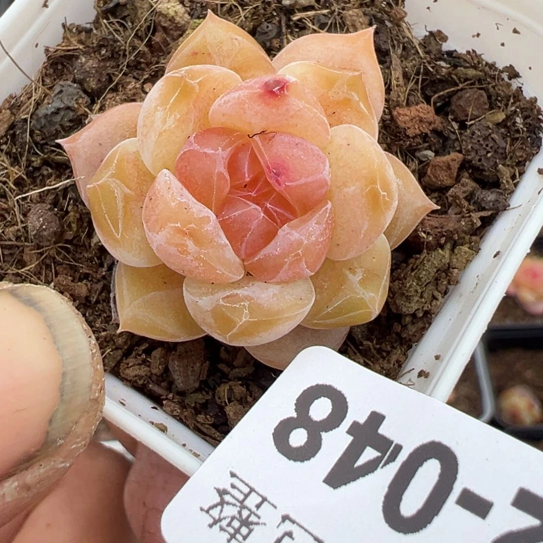 小卡拉米糖心一物一拍12-48