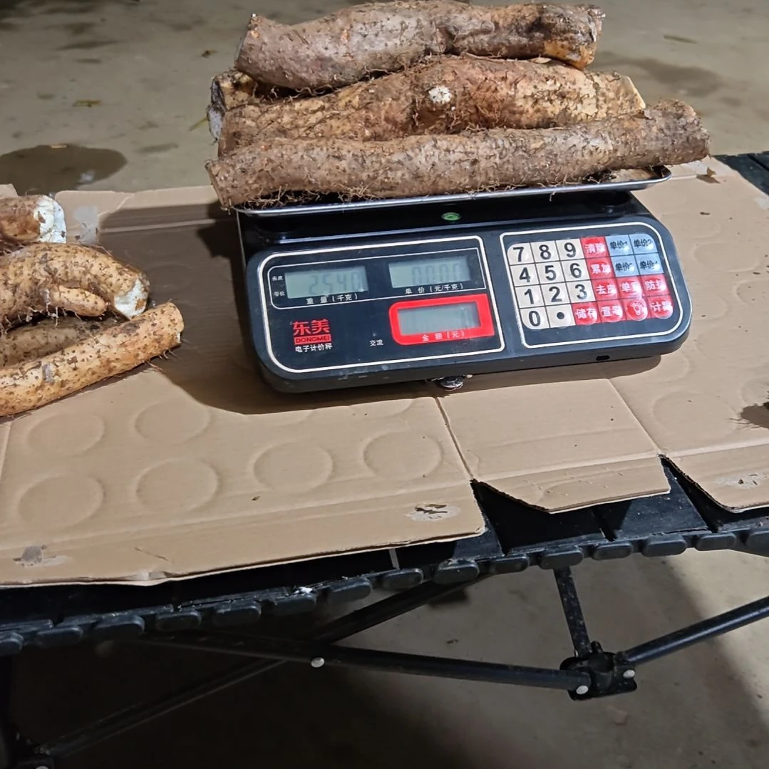 中国大陆中大果野生山药5斤装