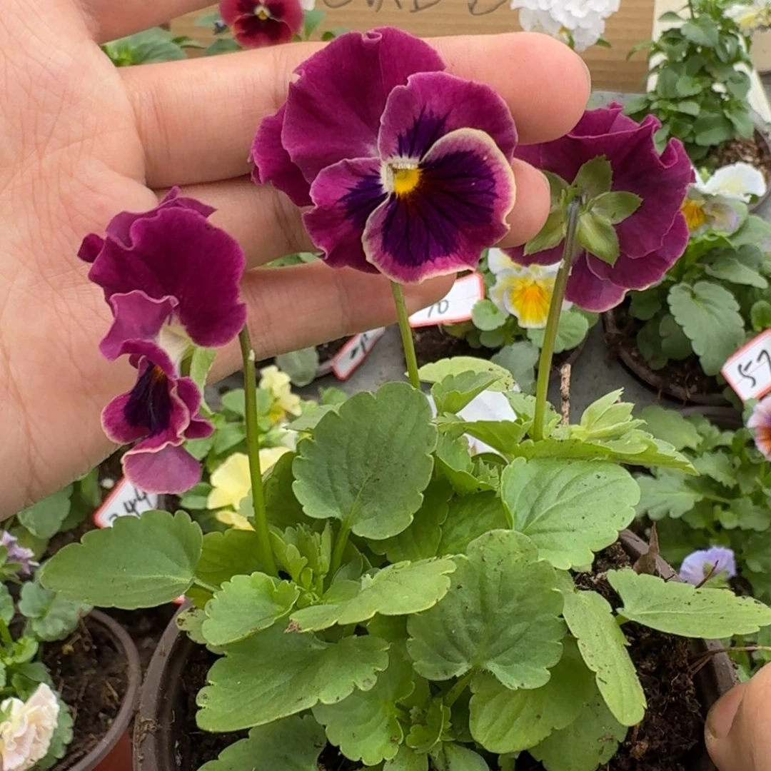 大部分花苞少量开放461