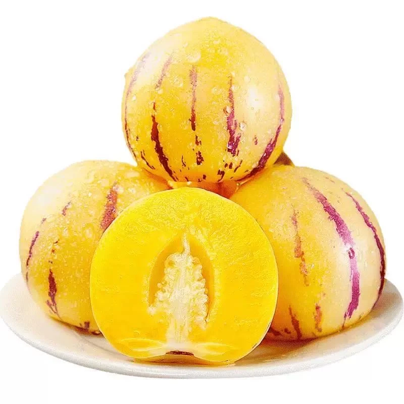 【只发新疆】云南石林人参果树熟果一口爆汁乌市九鼎直发