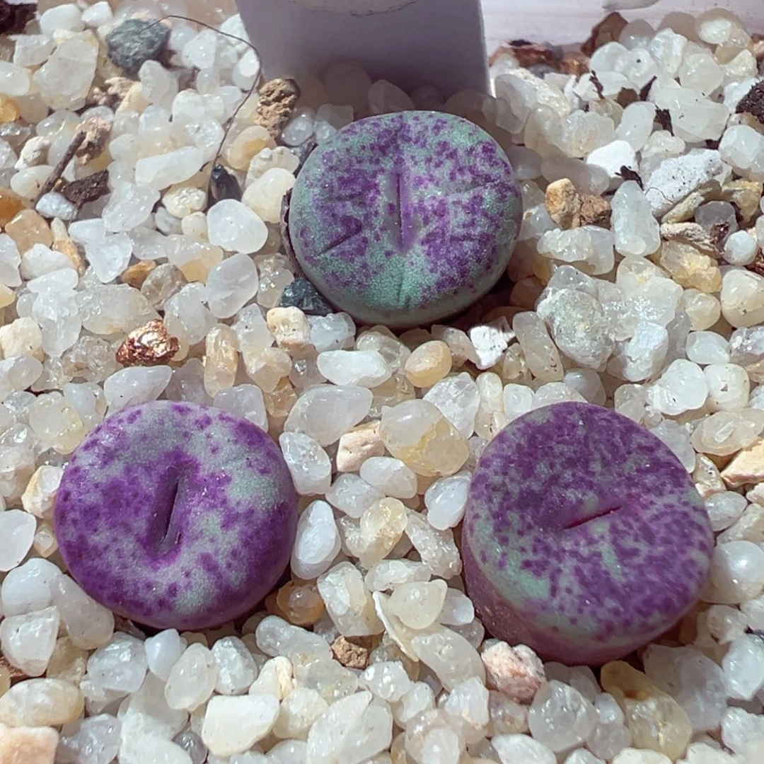 104-497多肉多日红嘴