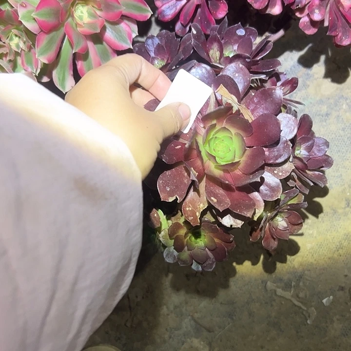 关***雎不包侧枝一物一拍40