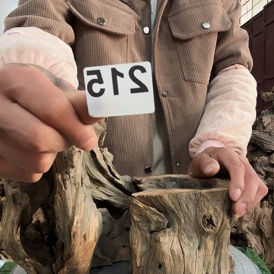 V**…紫砂噜啦啦啦啦啦啦