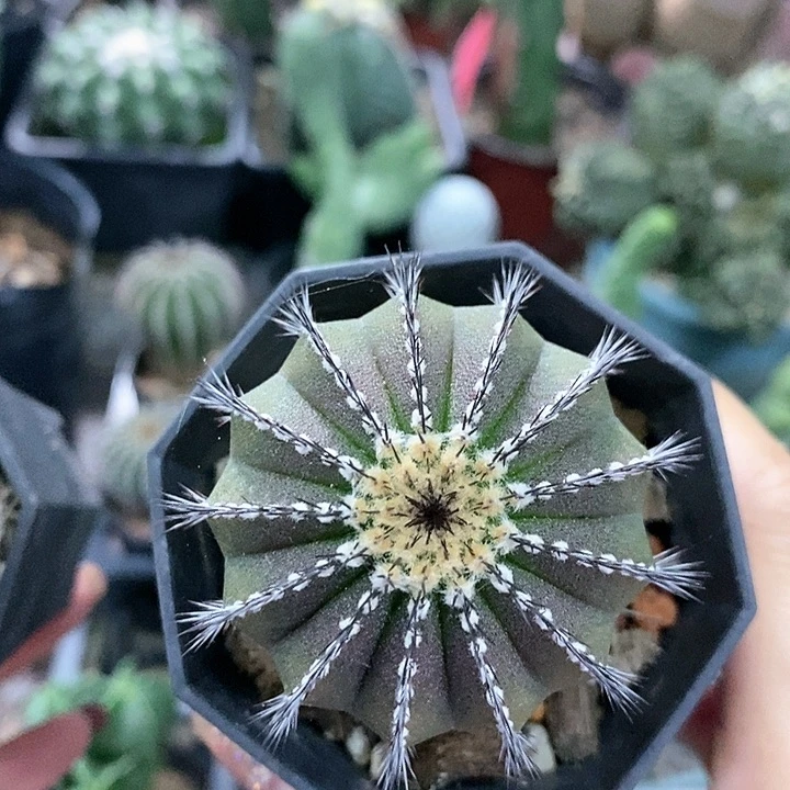 花花草草花花草草