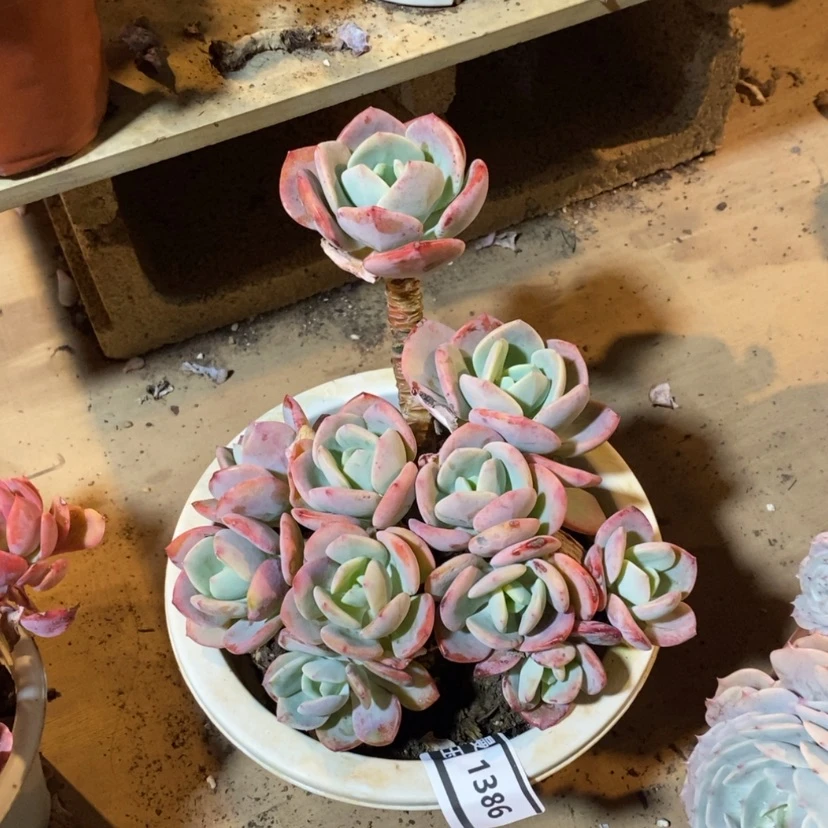 【闪购商品】白月光1386