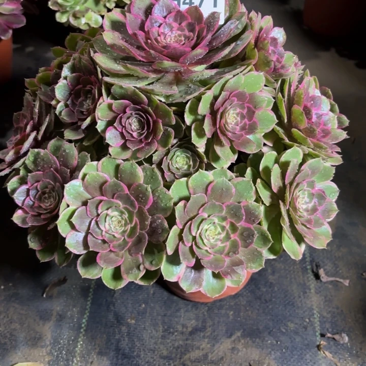 瑞妈，，。。。。471花妖，有断，