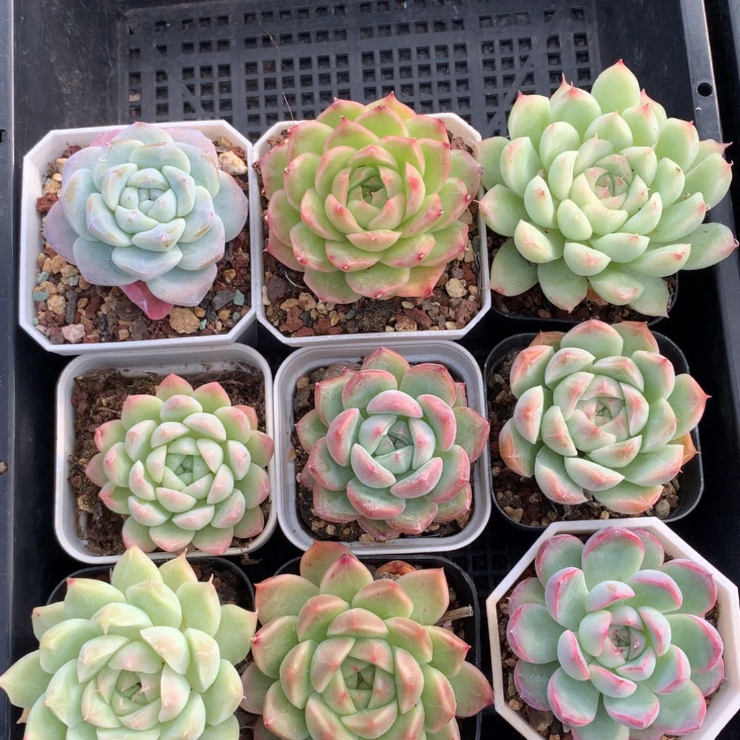 1028-19 套餐一组